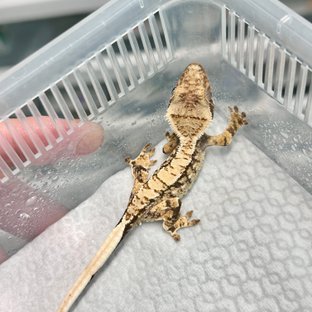 SPT 화이트스팟 노멀