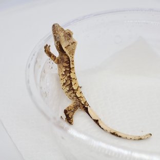 노멀 드리피 화이트스팟