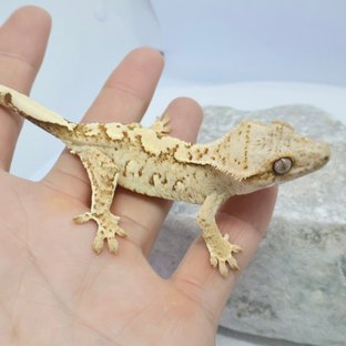 노멀 크림 크림시클