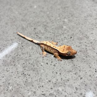 화이트스팟 노멀
