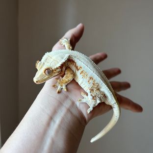 딸바