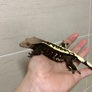 바커