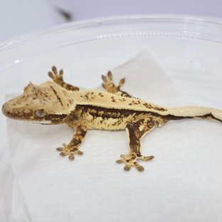 노멀 트라이 핀스트라이프 쿼드