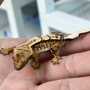 노멀 익스트림할리퀸 화이트스팟