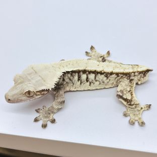 개호