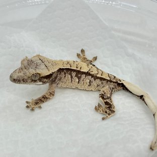 노멀 트라이 화이트스팟