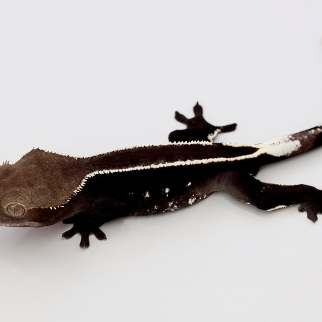 Axanthic