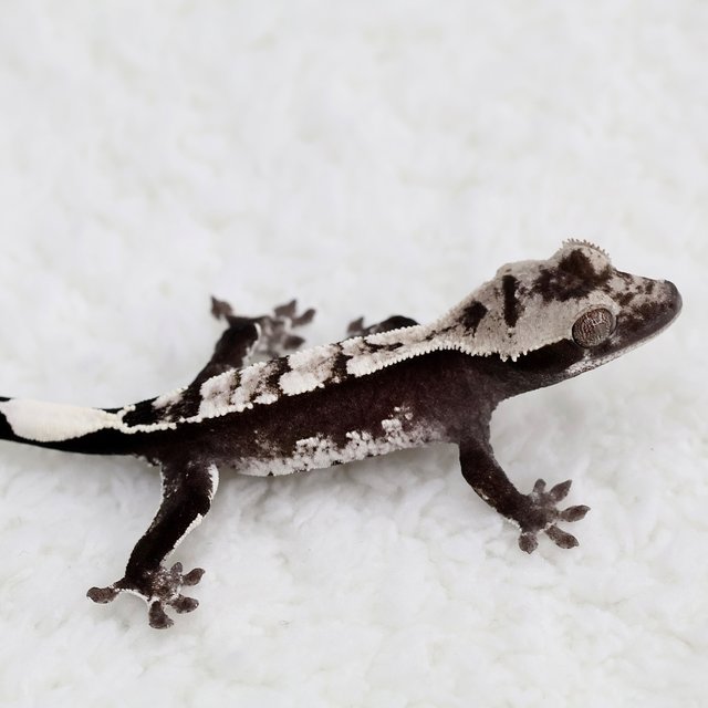 Axanthic