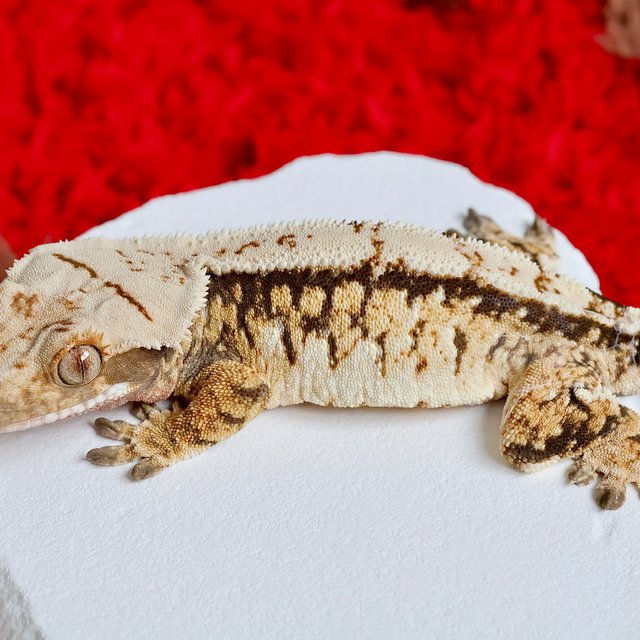 Normal Extreme Harlequin Tri White Spot