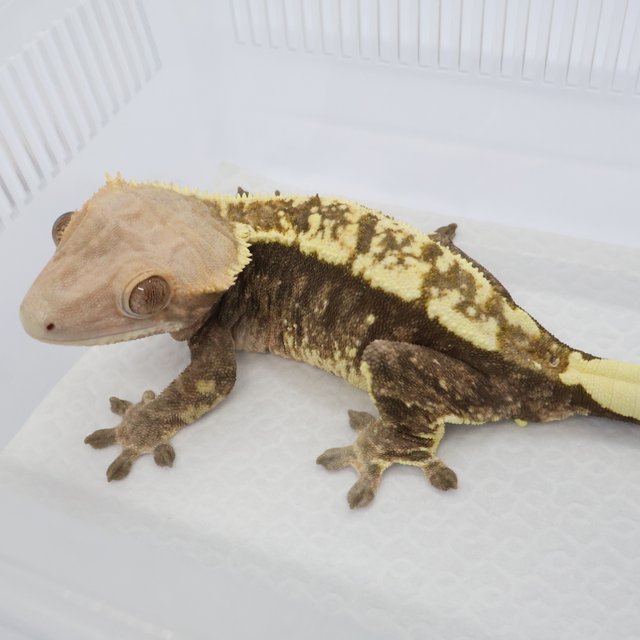 트라이 카푸치노