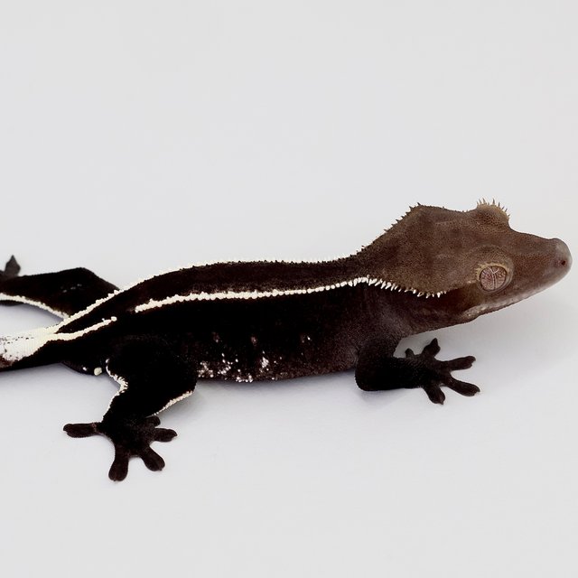 Axanthic