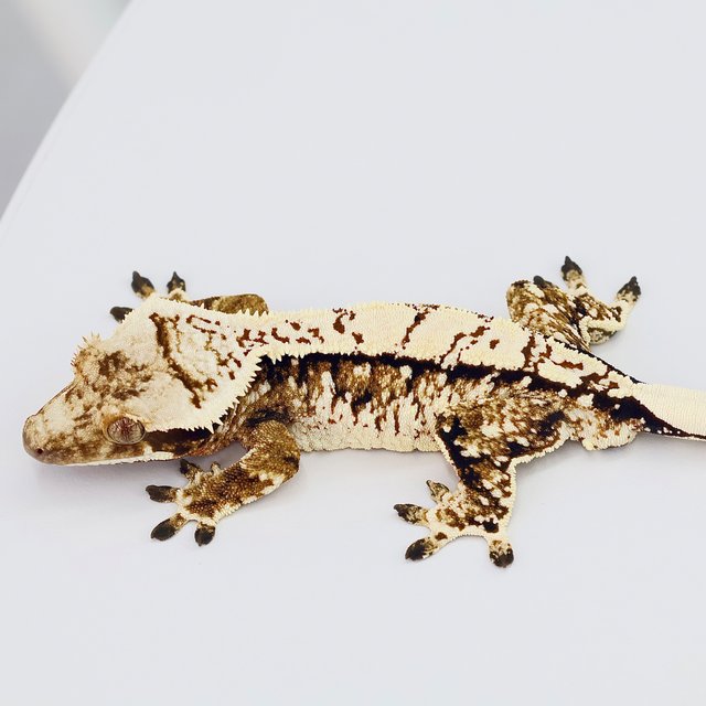 White Spot White Crown Tri Normal Extreme Harlequin