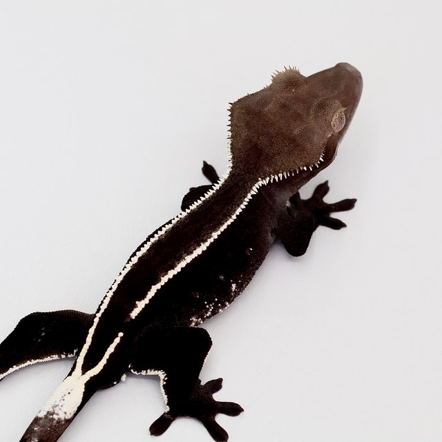 Axanthic