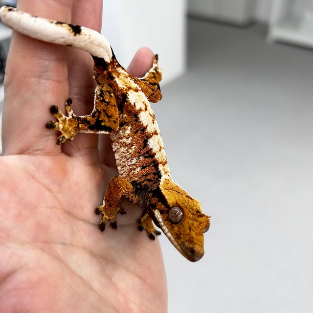 Tangerine Tri Extreme Harlequin Normal