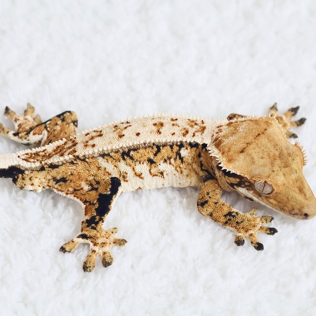 Normal Quad Full Pinstripe Extreme Harlequin