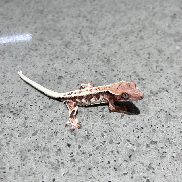 프라푸치노