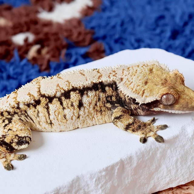 Drippy Normal White Spot Tri Extreme Harlequin