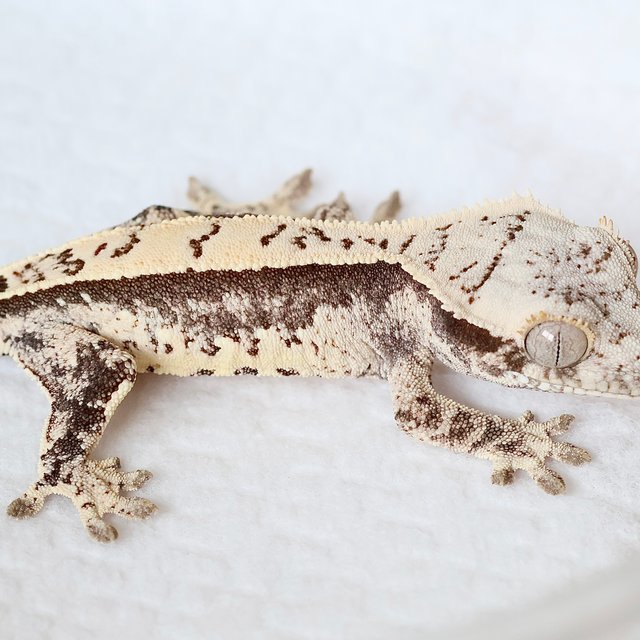 Normal Full Pinstripe White Spot