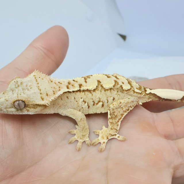 노멀 크림 크림시클