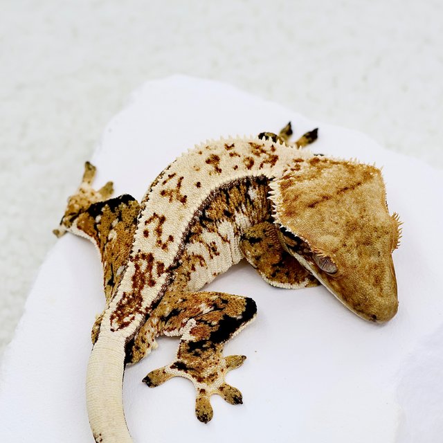 Normal Full Pinstripe Extreme Harlequin Quad