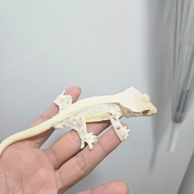 100%헷초초 릴리화이트