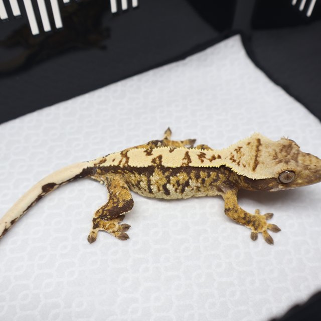 트라이 익스트림할리퀸 노멀