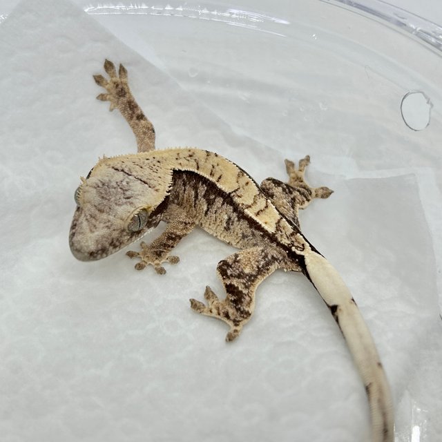 노멀 트라이 화이트스팟