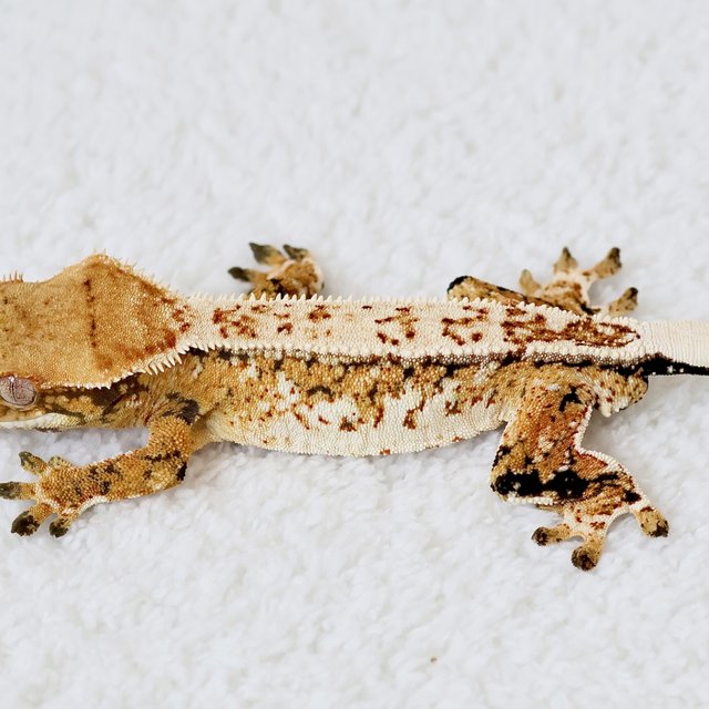 Normal Quad Full Pinstripe Extreme Harlequin