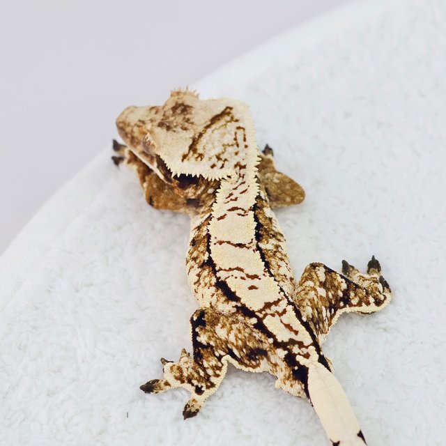 White Spot White Crown Tri Normal Extreme Harlequin