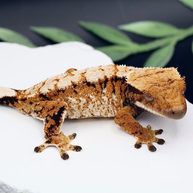 Tangerine Tri Extreme Harlequin Normal