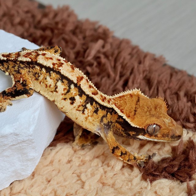 트라이 익스트림할리퀸 노멀