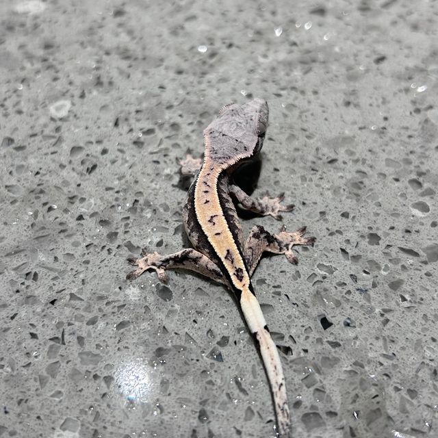 세이블