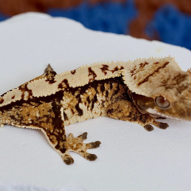 Tri Extreme Harlequin Normal