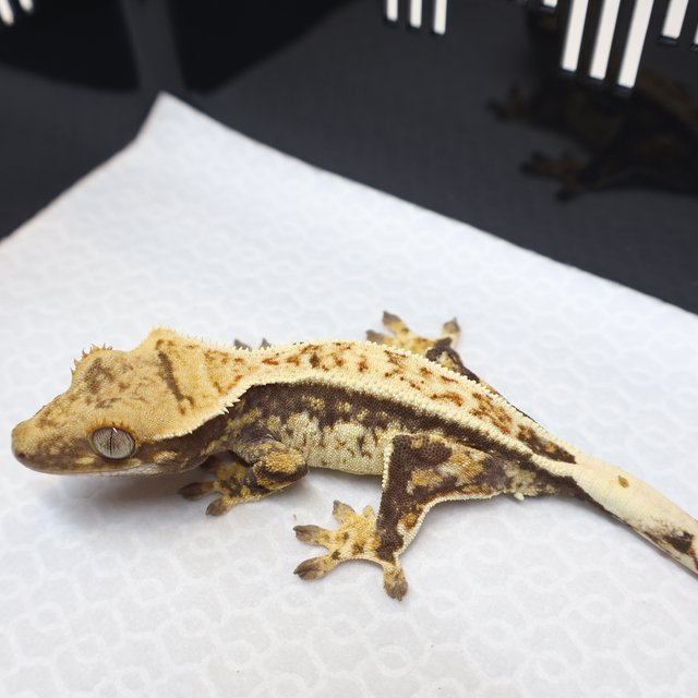 트라이 익스트림할리퀸 풀핀 노멀