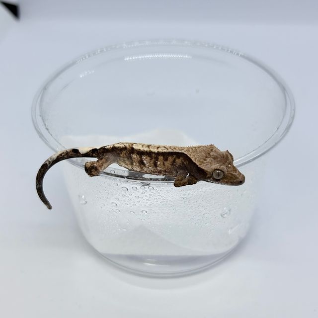 카푸치노 트라이