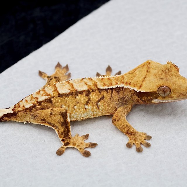 Harlequin Normal Tri