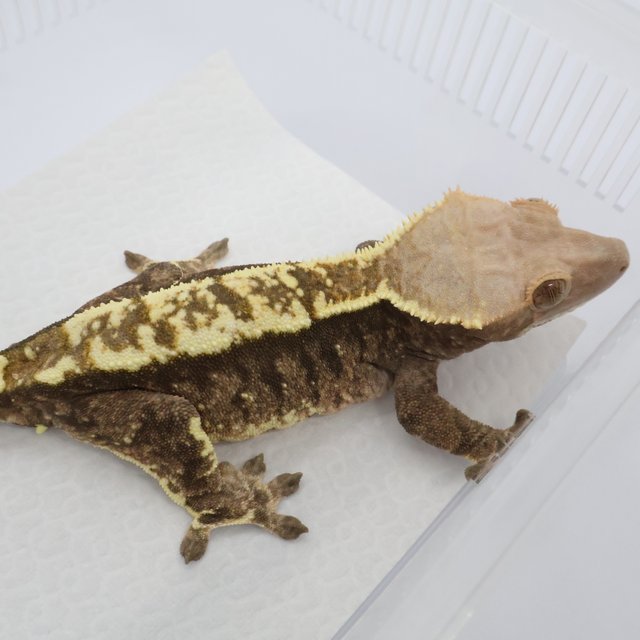 트라이 카푸치노