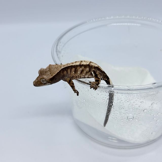 카푸치노 트라이