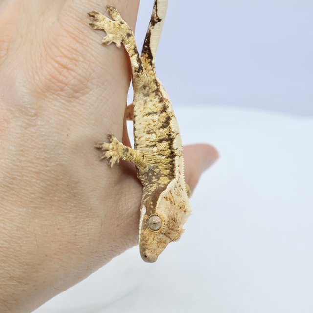 노멀 트라이 드리피 화이트스팟