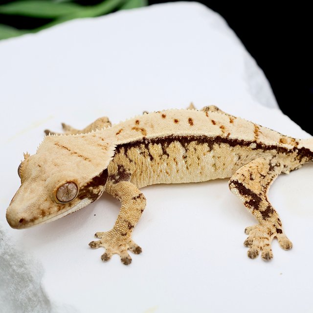 Normal Tri Extreme Harlequin White Spot
