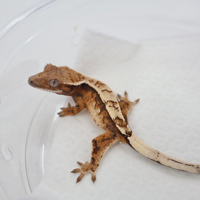 세이블 핀스트라이프 쿼드 텐저린