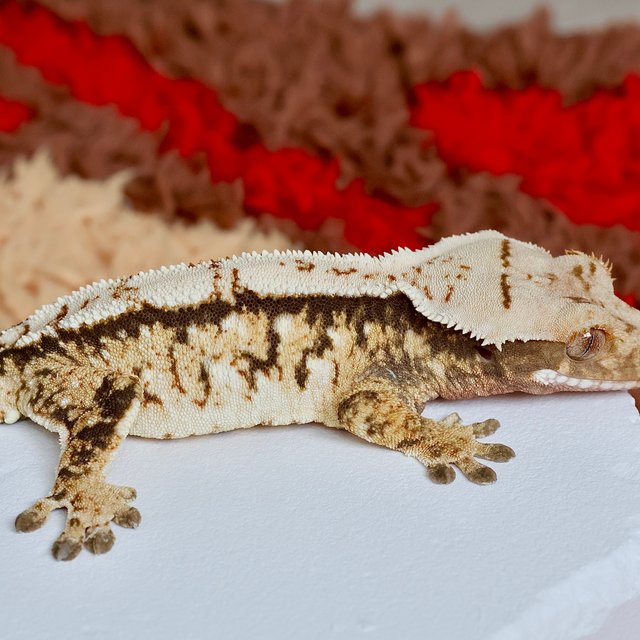 Normal Extreme Harlequin Tri White Spot