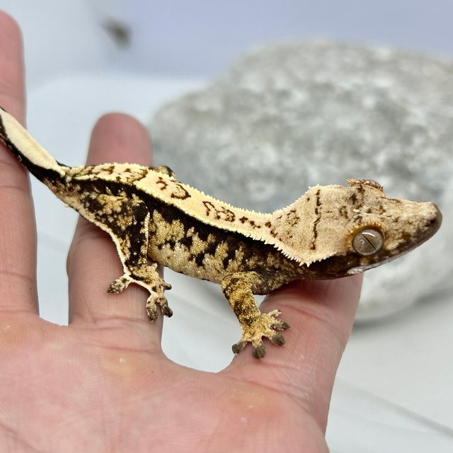 노멀 트라이 익스트림할리퀸 화이트스팟