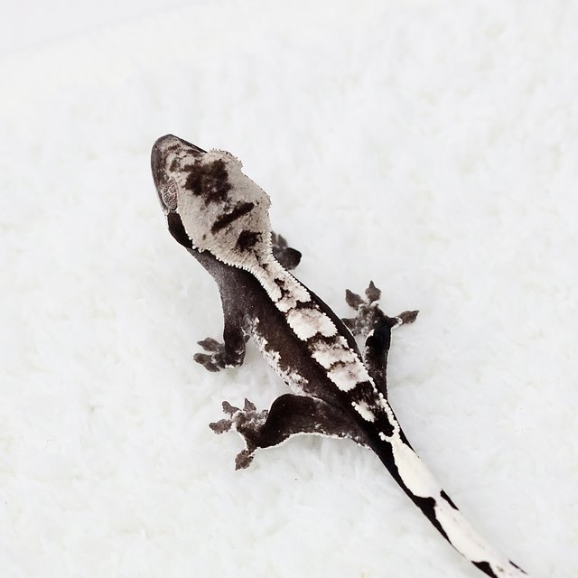 Axanthic