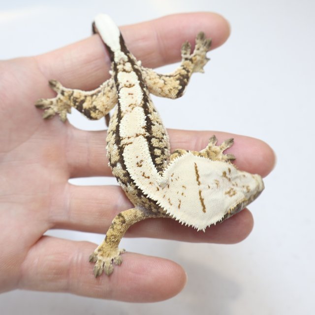 트라이 익스트림할리퀸 화이트스팟 노멀