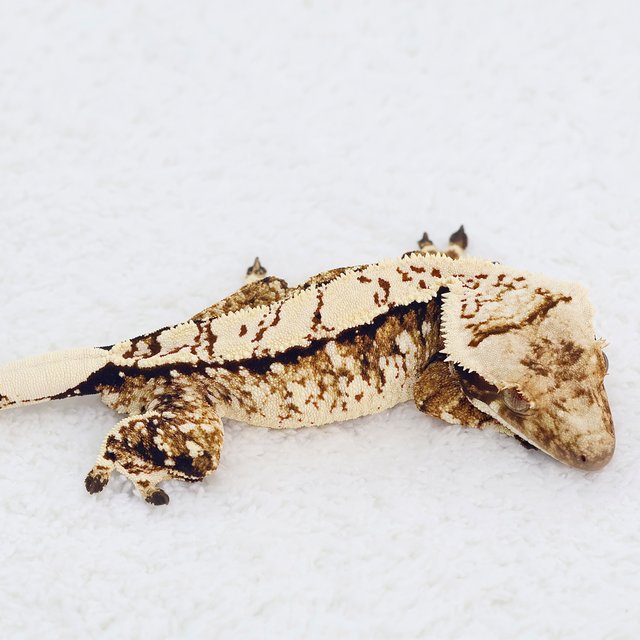 White Spot White Crown Tri Normal Extreme Harlequin