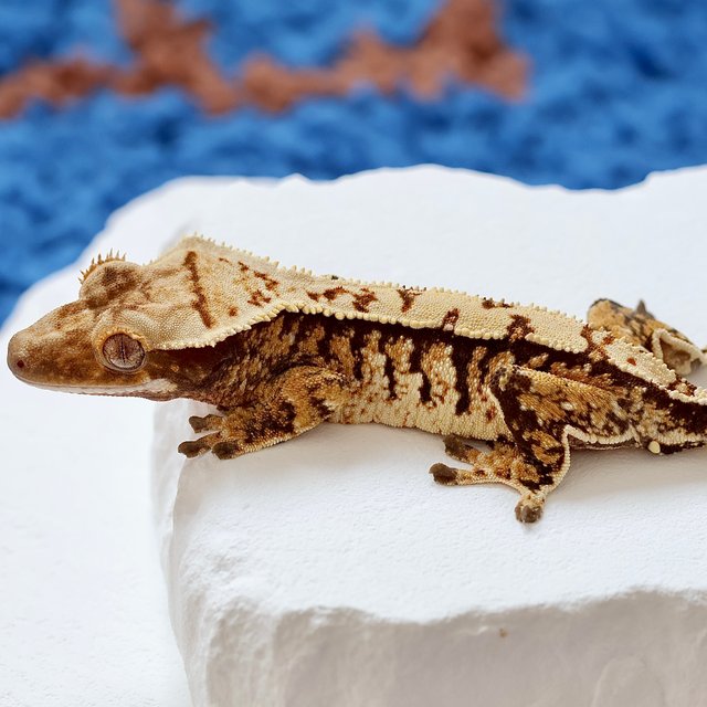 Tri Extreme Harlequin Normal