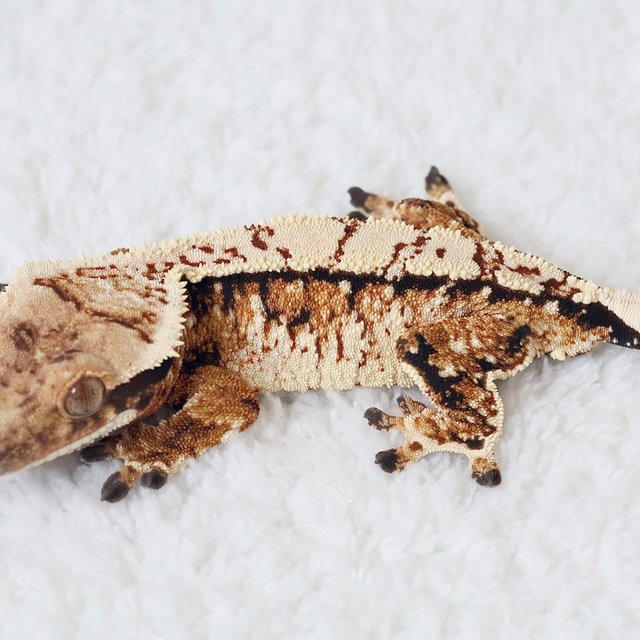Normal Tri White Spot White Crown Extreme Harlequin