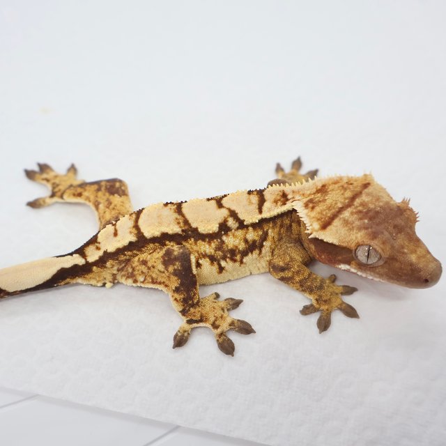 노멀 익스트림할리퀸