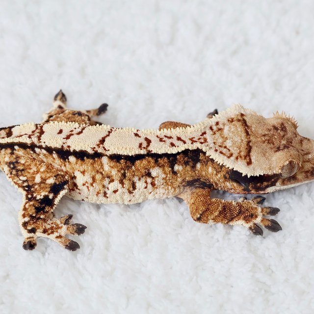 Normal Tri White Spot White Crown Extreme Harlequin